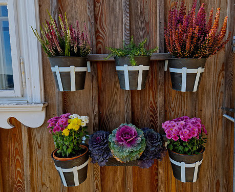 wall planter with autumn colored heather attached to the wall of the wooden paneling of the mountain hut. cottage ornamental cabbage, vegetables. pastel vibrant colors, carnea, erica, brassica oleracea, officinalis, rosmarinus, carnea, shelf
