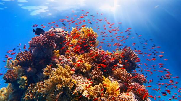 lumière du soleil vivifiante sous l’eau. les rayons du soleil brillent sous l’eau sur le récif corallien tropical. conservation des écosystèmes et de l’environnement - scuba diving flash photos et images de collection