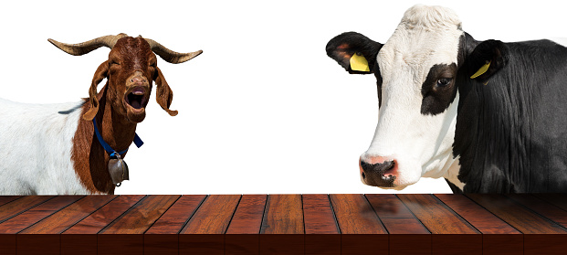 Close-up of an empty wooden table with a dairy cow and a horned mountain goat, looking at the camera, isolated on white background, photography. Template for dairy products.