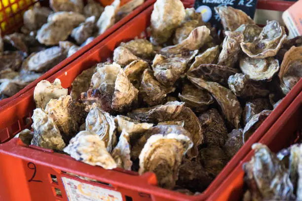 Photo of Oysters for sale on market stall, Brittany, France.