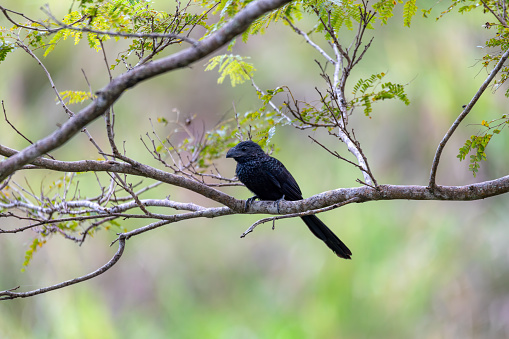 Black bird, groove-billed ani (Crotophaga sulcirostris), tropical bird in the cuckoo family, Guanacaste Costa Rica