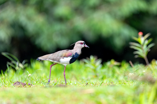 Southern Lapwing (Vanellus chilensis) - Known as quero-quero, wader bird in the order Charadriiformes. Refugio de Vida Silvestre Cano Negro, Wildlife and bird watching in Costa Rica.