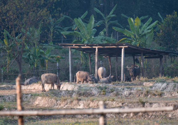 istock north thailand vibes 1718189008