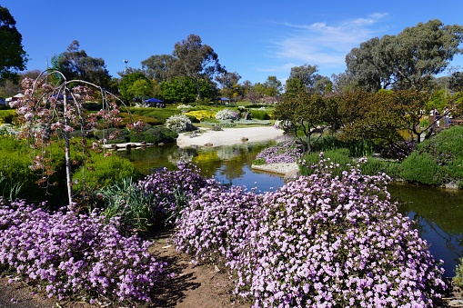 Cowra, New South Wales, Australia, September 23, 2023.\nThe Garden is particularly popular in early springtime when the Cherry Blossom Festivalis celebrated
