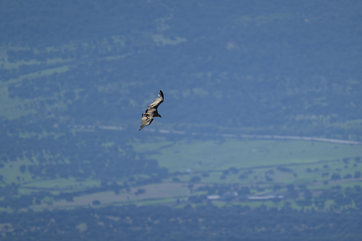The griffon vulture flying in the Guadarrama mountain range