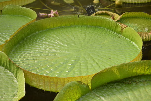 istock The Royal Victoria Water Lily 1718216628