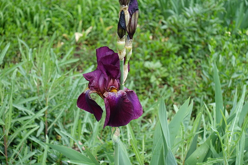 Buds and purple flower of bearded iris in May