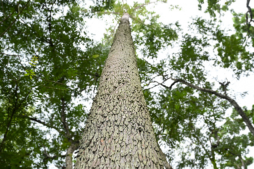 Upward wide angle view of a wooden tree