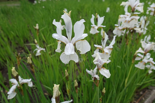 Close view of white flower of Siberian iris in May