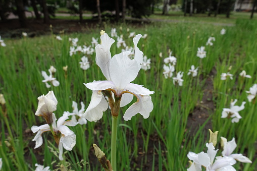 Closeup of white flower of Siberian iris in May