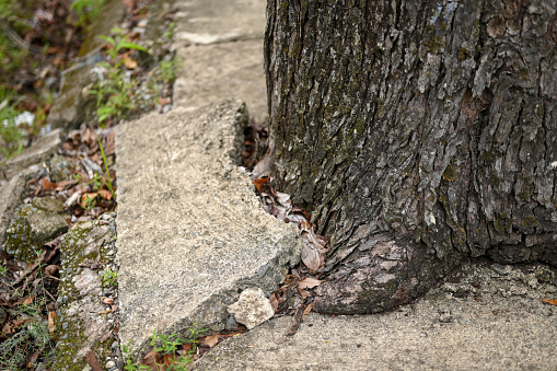 Large tree roots damaged the sidewalk