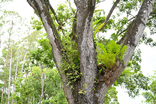 Parasitic plants on large trees