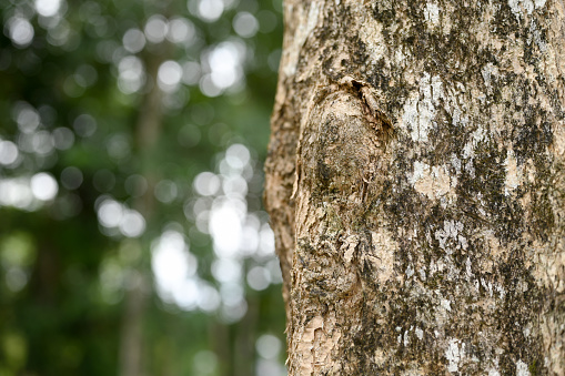 Trembesi Tree Bark