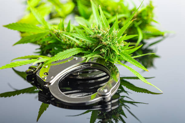 istock Marijuana buds. Cannabis plant and handcuffs on mirror table. 1718248000