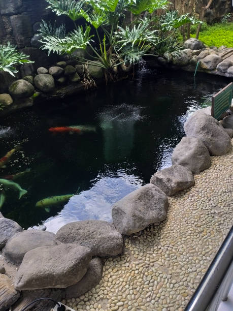 istock Scenic koi pond in a beautiful garden 1718263162