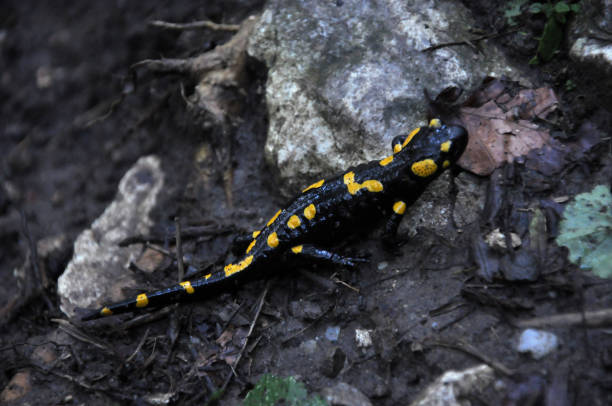 istock Salamander amphibian in the forest 1718269638