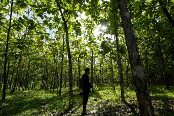 Farmer at his local teak plantation
