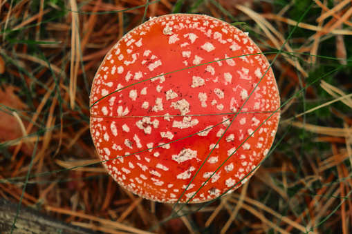 Red poisonous fly agaric in the forest. Fly agaric red. Close-up.