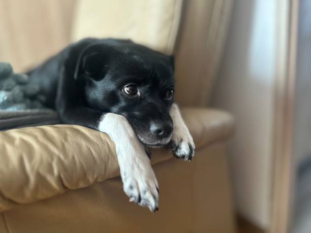 istock black dog resting on the sofa 1718277437