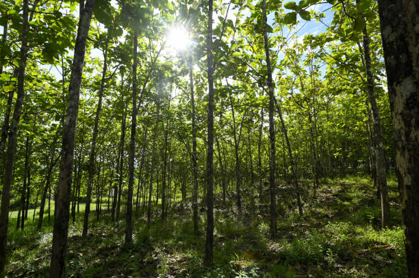 Local teak plantation