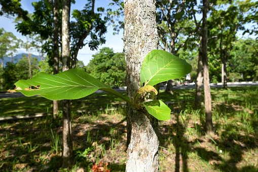 Single beech tree leaf (Fagus)