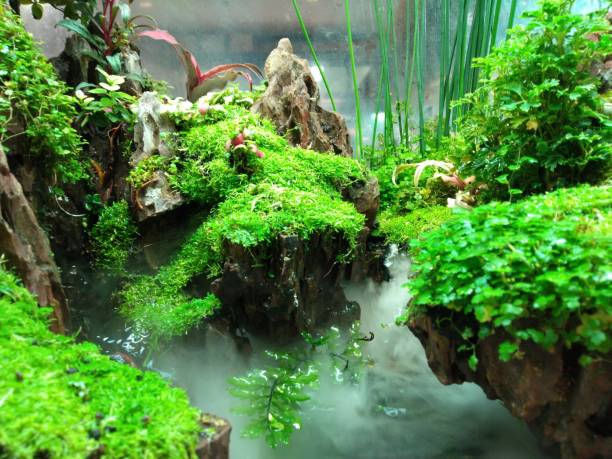 istock The fish tank decoration scenery The underwater plants and trees 1718282452