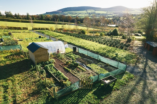 An allotment growing root vegetables, off-grid living and sustainable lifestyle