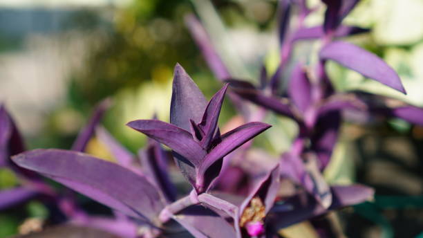 istock Tradescantia pallida 1718289626