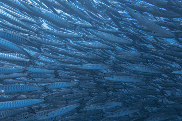 深海の背景に水中ダイビングサイトのサンゴ礁の岩の頂点の周りの大きな餌ボールシェブロンバラクーダ魚群サイクロングループ - fish barracuda underwater circle ストックフォトと画像
