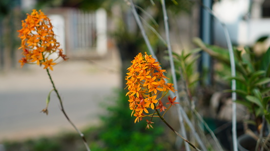 Epidendrum ibaguense, the flowers are blooming on the tree. the color is deep yellow with dense bunches rising upwards. This species is known as Crucifix Orchid, Fiery Reed Orchid, Reed-stem Orchid and Spice Orchid