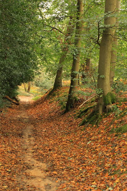 istock North Downs Way footpath Surrey England 1718304660