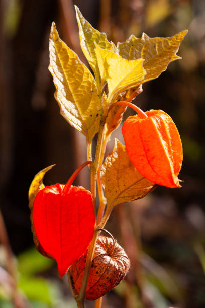 istock Chinese lantern plant or Physalis alkekengi 1718315086