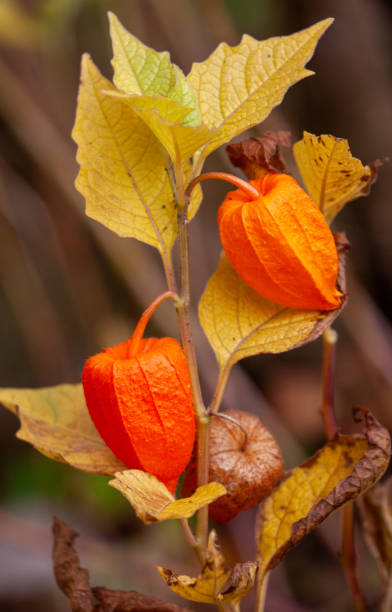 istock Chinese lantern plant or Physalis alkekengi 1718315090