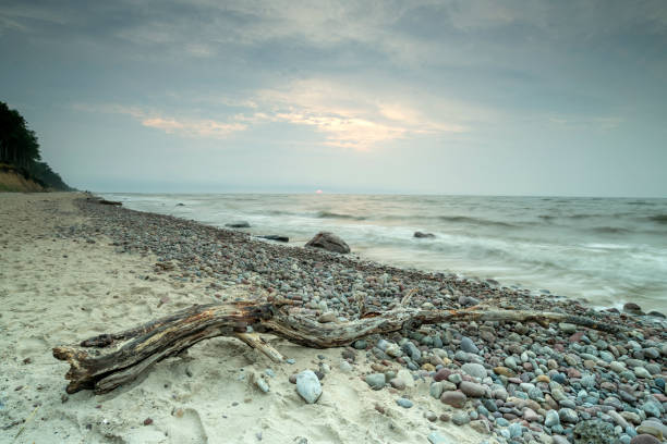 on the seashore there is a washed up wooden branch and a white shell