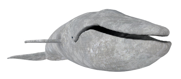 Computer generated 3D illustration with a blue whale isolated on white background