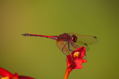 Macro image of Red-veined Dropwing (Trithemis arteriosa) on Swan Crocosmia (Crocosmia masoniorum)