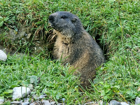 Groundhog, Marmota monax, walking in grass in springtime.