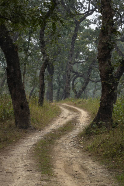 istock Path winding through deciduous forest of Chitwan National Park in Nepal 1718358596