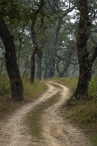 Path winding through deciduous forest of Chitwan National Park in Nepal