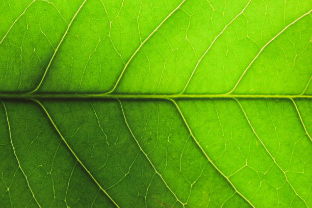 istock close up texture of leaf veins with abstract pattern, as background 1718359144