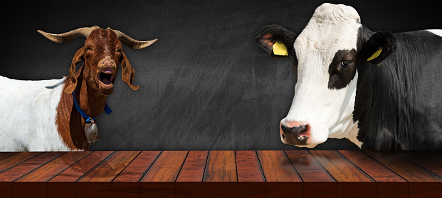 Close-up of an empty wooden table and a dairy cow and a horned mountain goat, looking at the camera, empty blackboard on background with copy space.