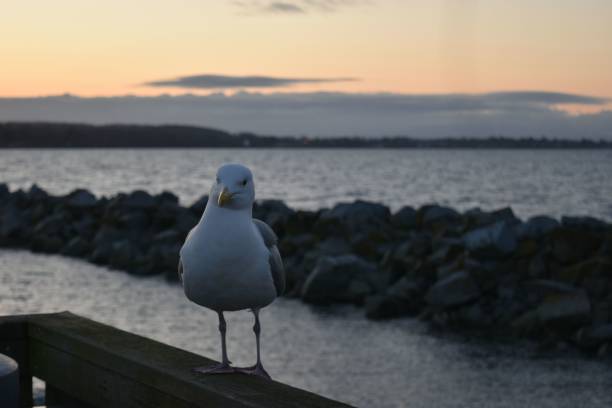 istock Closeup of a seagull perched on the beach at sunset 1718374381
