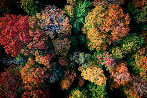 An aerial view of the fall forest in Michigan in the Porcupine Mountains