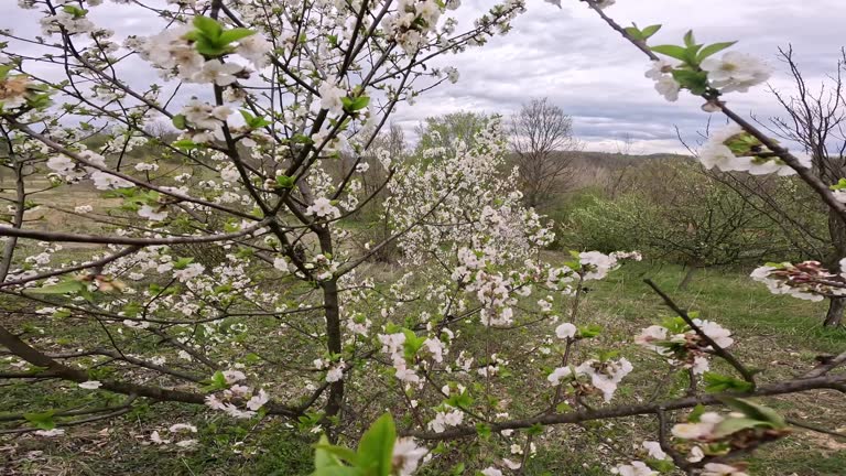 Plum Flower Blossoming In Spring