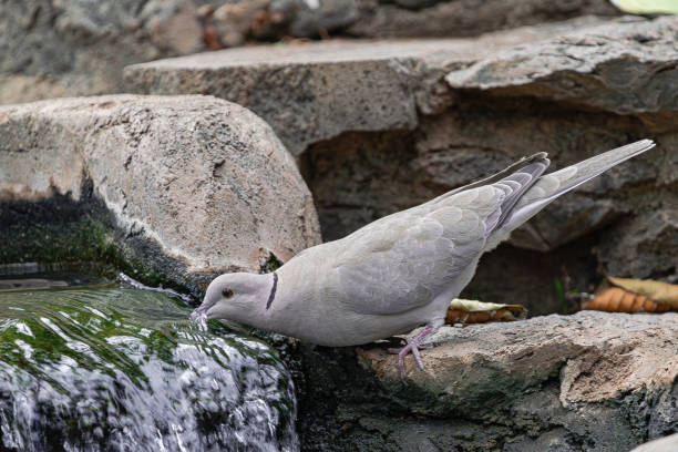 Barbary dove drinking water