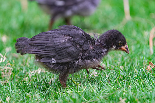 young black chick, searching for food in the green grass surface