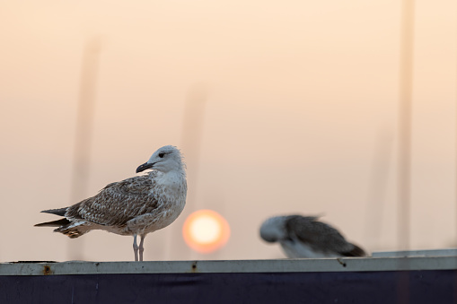 Two herring gulls facing each other on a post.