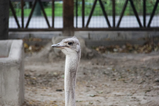 A big bird with a long neck in one of the public parks in Tehran