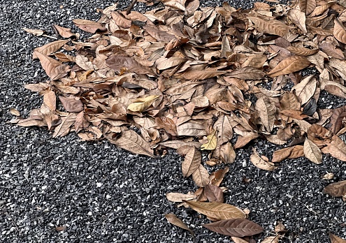 leaves on the ground of the parking lot.