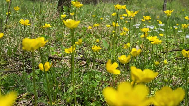 Uncultivated Buttercup Flowers Growing On A Field In Spring